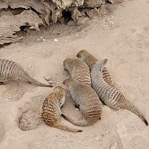 Banded mongoose -Parque de la Naturaleza de Cabárceno (2022)