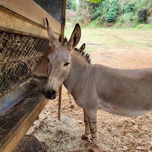 Somali wild ass -Parque de la Naturaleza de Cabárceno (2022)