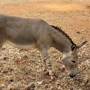 Somali wild ass -Parque de la Naturaleza de Cabárceno (2022)