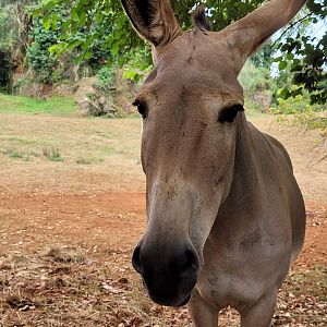 Somali wild ass -Parque de la Naturaleza de Cabárceno (2022)