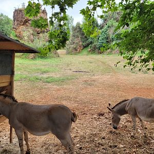 Somali wild ass exhibit -Parque de la Naturaleza de Cabárceno (2022)