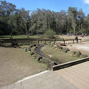 Kangaroo Walkthrough