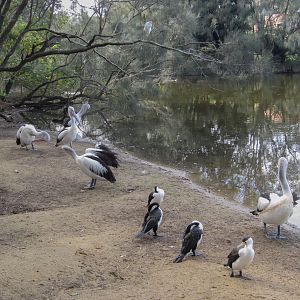 Wild waterbirds waiting for a feed