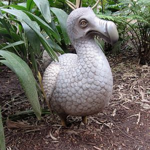 Dodo