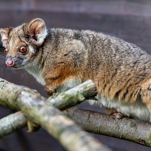 Ringtail Possum Female / 7-7-22 / Hamerton
