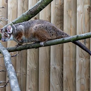 Ringtail Possum Joey / 7-7-22 / Hamerton