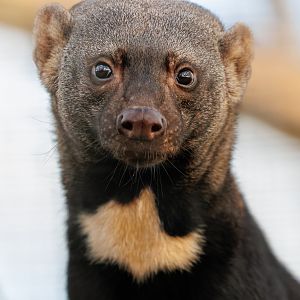 Tayra close-up / Hamerton