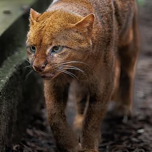 Jaguarundi / Hamerton
