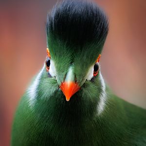 White-cheeked Turaco / Hamerton