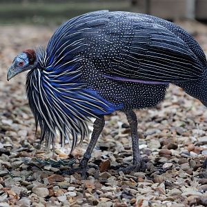 Vulturine Guineafowl / Hamerton