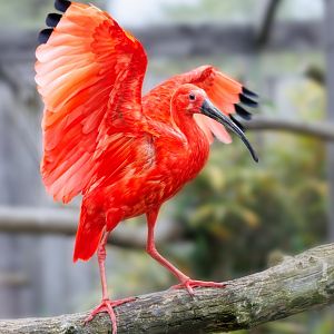 Scarlet Ibis / Hamerton