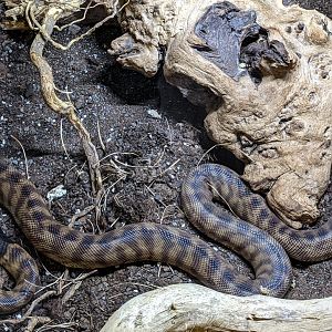 Black-headed Python / Hamerton