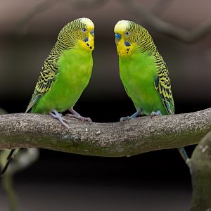Wild Budgerigar pair  / 14-7-22 / Hamerton