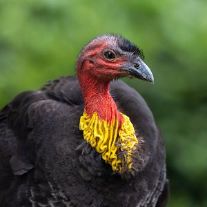 Australian Brush (scrub) Turkey / 14-7-22 / Hamerton