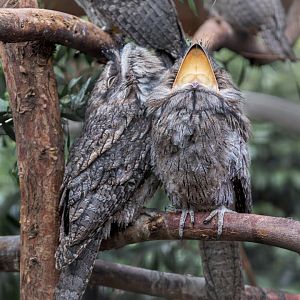 Tawny Frogmouth Chicks (yawn)  / 26-7-22 / Hamerton