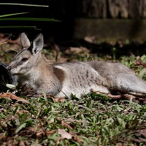 Bridled Nailtail Wallaby