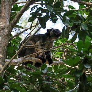 Lumholtz Tree Kangaroo