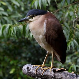 Nankeen Night Heron