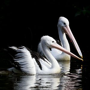 Australian Pelicans - rehab birds that can no longer fly