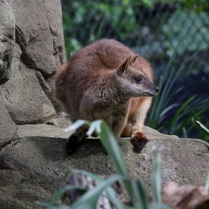 Proserpine Rock Wallaby
