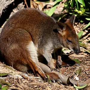 Red-legged Pademelon