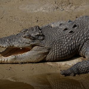 Saltwater Crocodile