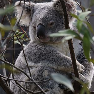 Koala