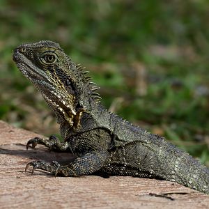 Eastern Water Dragon