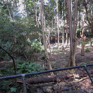 Cassowary exhibit - two cassos are centre-frame in the sun toward the back of the enclosure