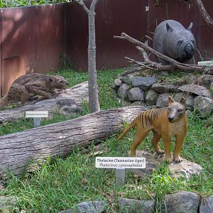 Prehistoric Australian Fauna