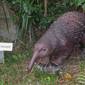 Hackett's Long-beaked Echidna