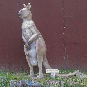 Short-faced Kangaroo