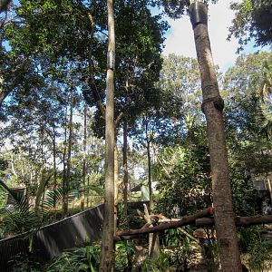 Lumholtz Tree Kangaroo enclosure