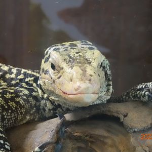 Quince Monitor (Varanus melinus)