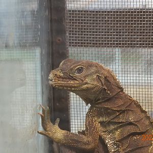 Moluccan Sail-finned Lizard (Hydrosaurus amboinensis)