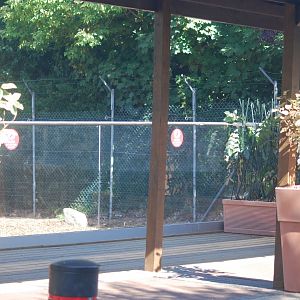 New spotted hyaena viewing area