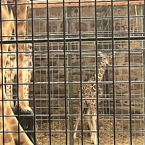 New baby giraffe