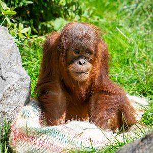 Sumatran Orangutan - Arga