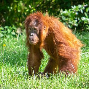 Sumatran Orangutan - Kesuma