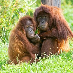 Sumatran Orangutans Kesuma (left) and Siska (right)