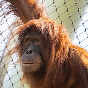 Sumatran Orangutan - Tuti