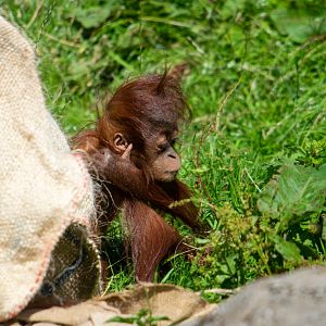 Sumatran Orangutan - Hillda