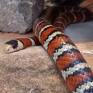Mountain kingsnake - Lampropeltis pyromelana