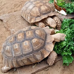 African spurred tortoises