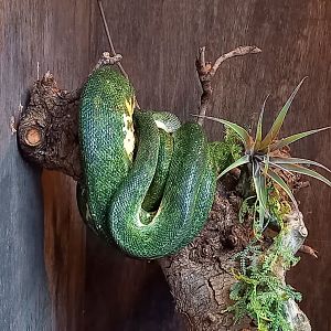 Green tree python