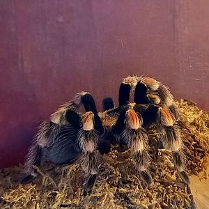 Tarantula