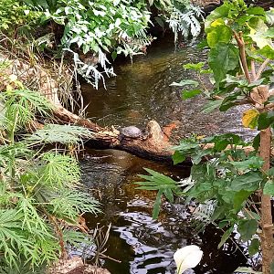 Slider in the Butterfly walk-through