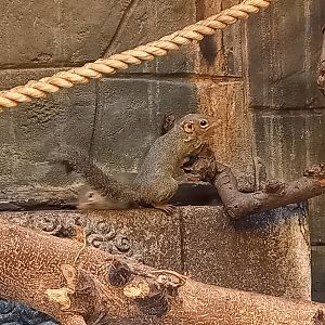 Northern tree-shrew