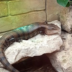 Merakua blue-tongued skink