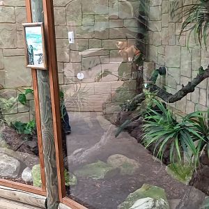 Enclosure Green water agame - Blue-tongued skink